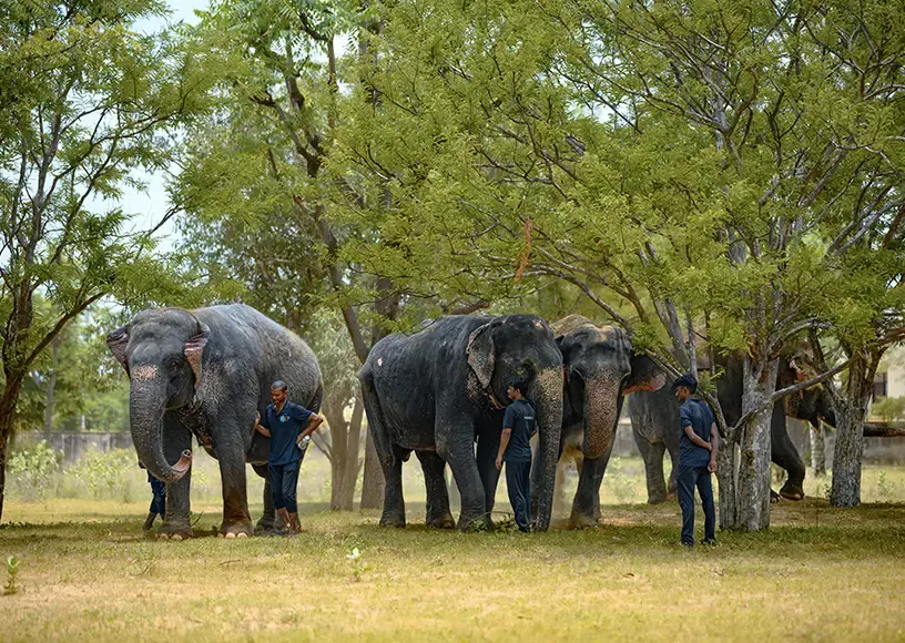 Elefantastic Jaipur: Ethical Elephant Experience In Rajasthan