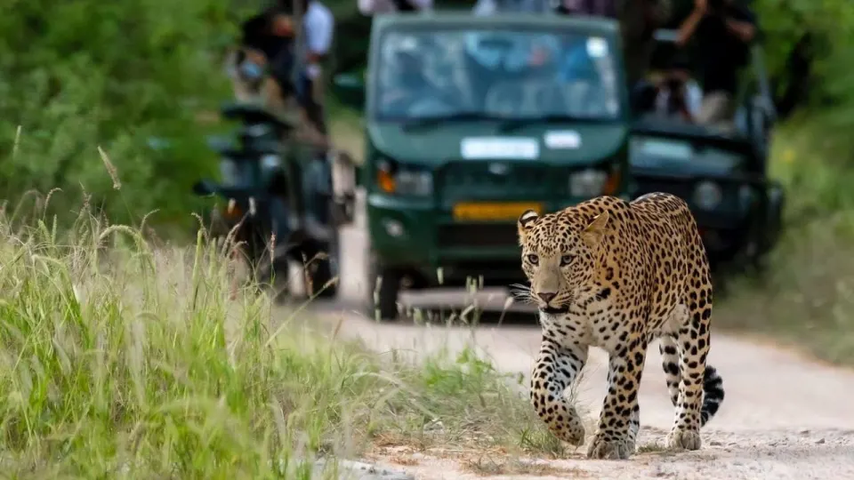 Jhalana Leopard Safari Park Jaipur: A Hidden Wildlife Escape Near The City