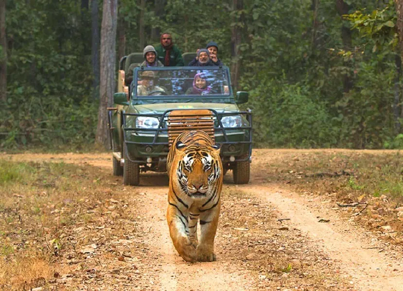 Explore Kanha National Park: Wildlife, Tigers & Conservation Legacy